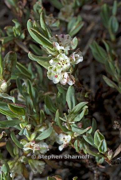 polygonum shastense 2 graphic